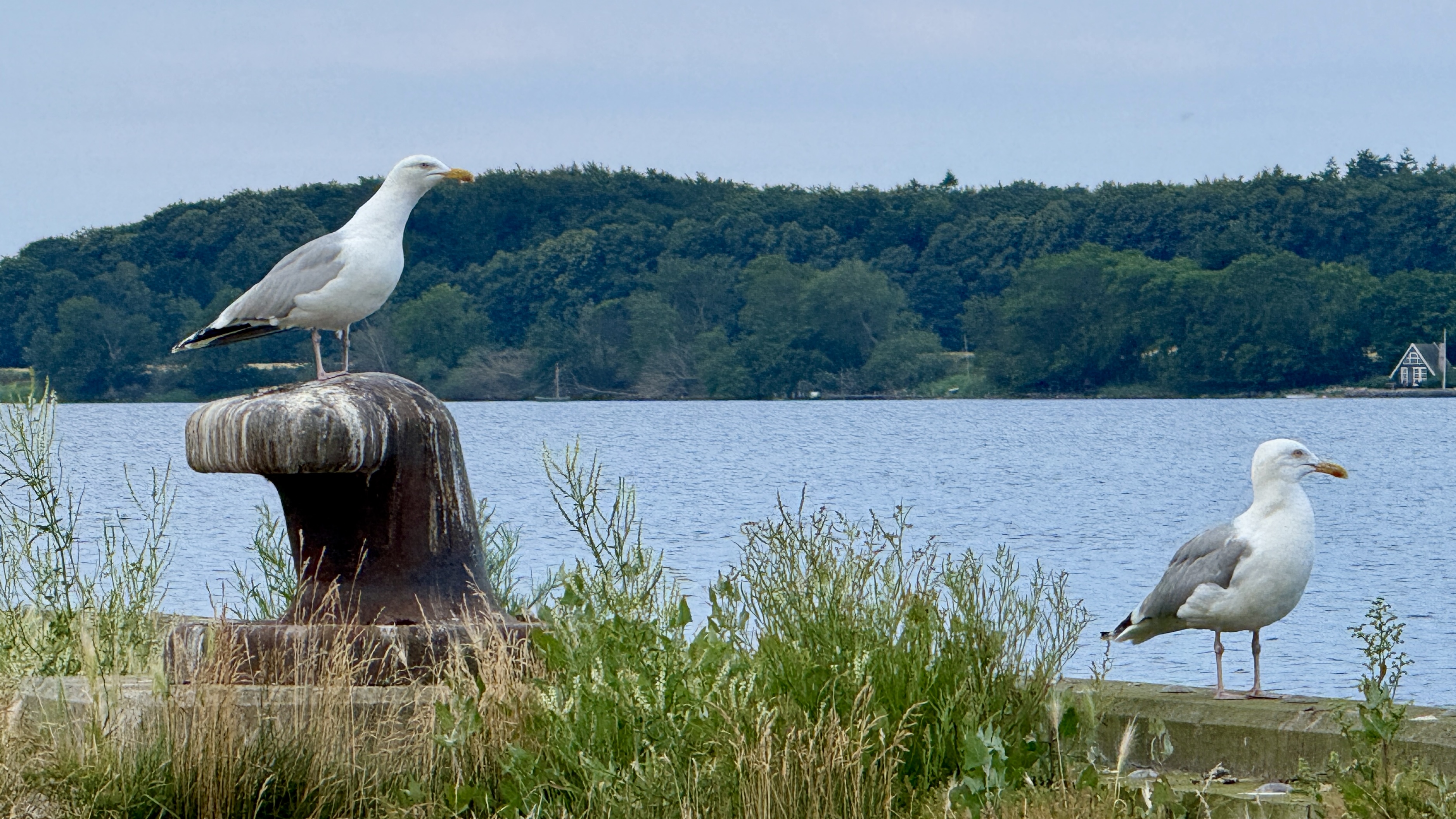 Vagthold på kajen.JPG